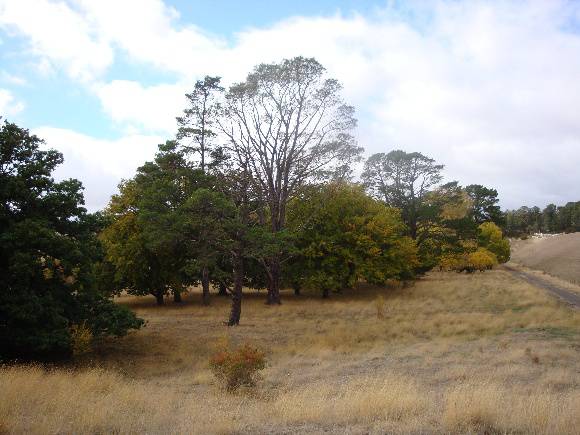 T11794 Pinus torreyana 