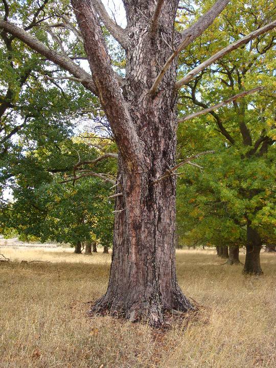 T11794 Pinus torreyana 