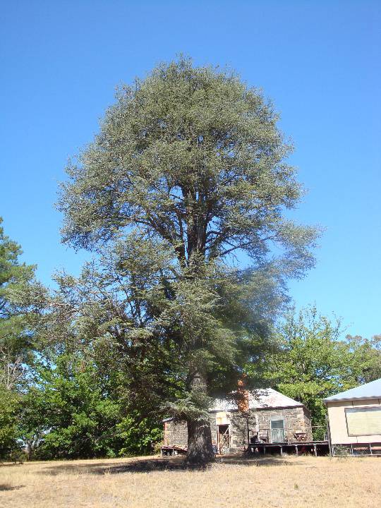 T12002 Cedrus atlantica f glauca