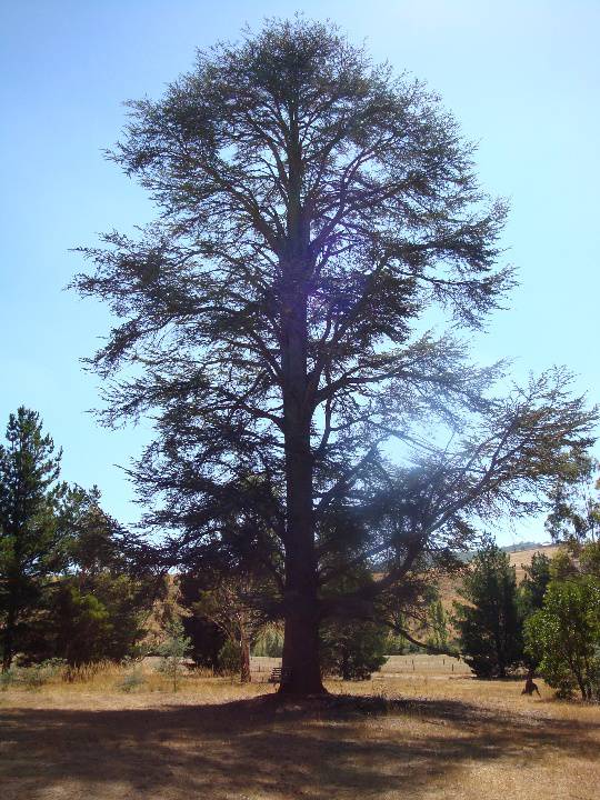 T12002 Cedrus atlantica f glauca 
