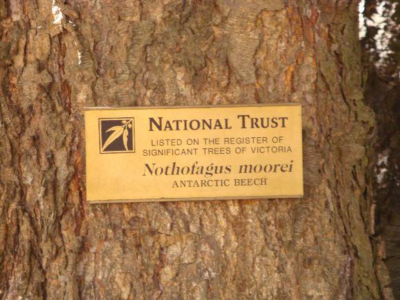 T12003 Nothofagus moorei 