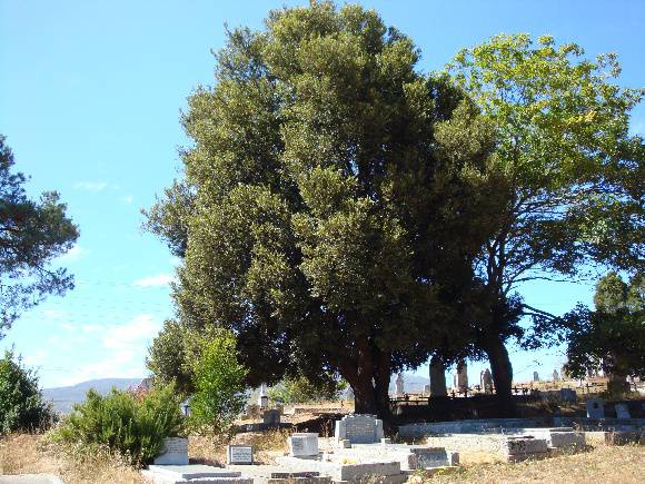 T12003 Nothofagus moorei 