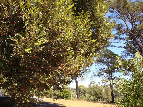 T12003 Nothofagus moorei