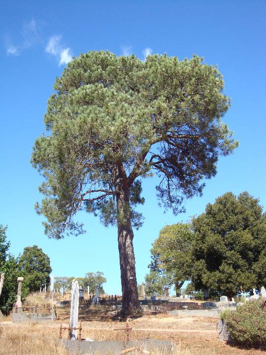 T12004 Pinus pinaster 
