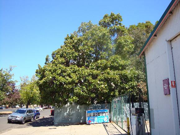 T12095 Magnolia grandiflora 