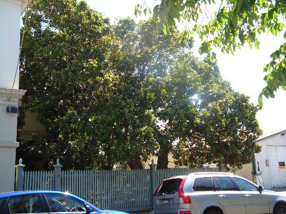 T12095 Magnolia grandiflora 