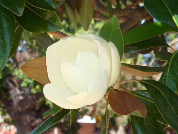 T12095 Magnolia grandiflora 