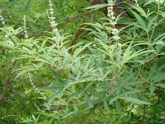 T11575 Vitex agnus-castus 