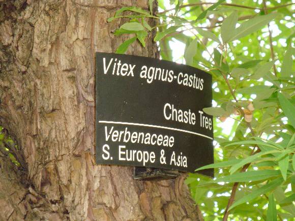 T11575 Vitex agnus-castus 