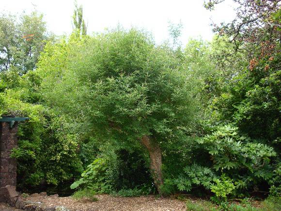 T11575 Vitex agnus-castus 