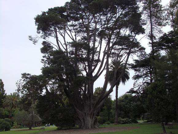 T11848 Cupressus macrocarpa 