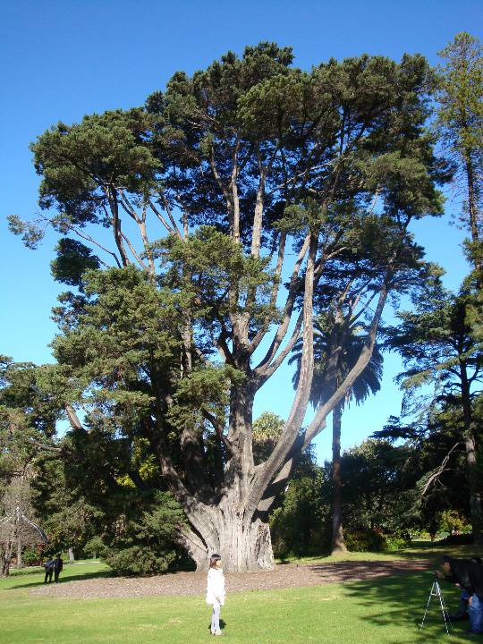 T11848 Cupressus macrocarpa