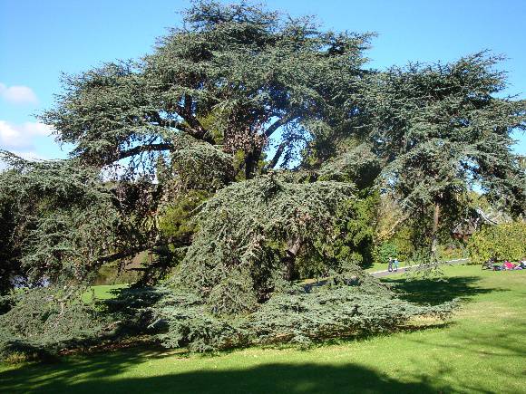 T11849 Cedrus libani 