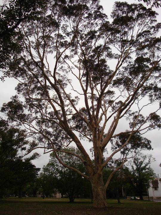 T11865 Corymbia maculata 