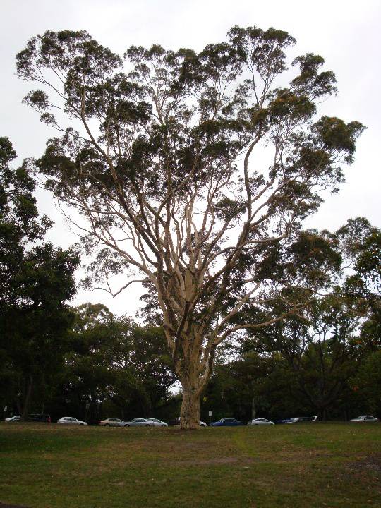 T11865 Corymbia maculata 