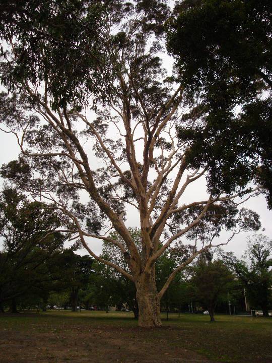 T11865 Corymbia maculata 