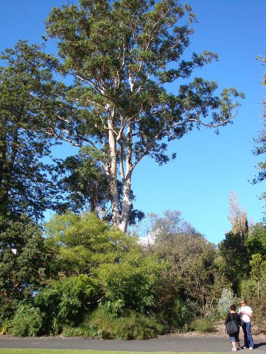 T11866 Eucalyptus saligna 