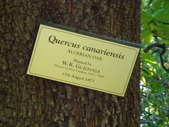 T11868 Quercus canariensis 