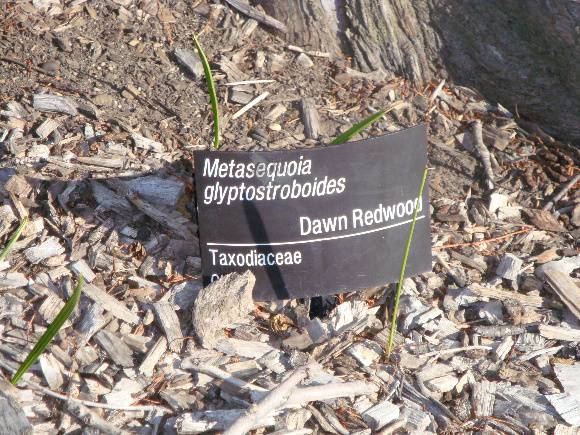 T11869 Metasequoia glyptostroboides
