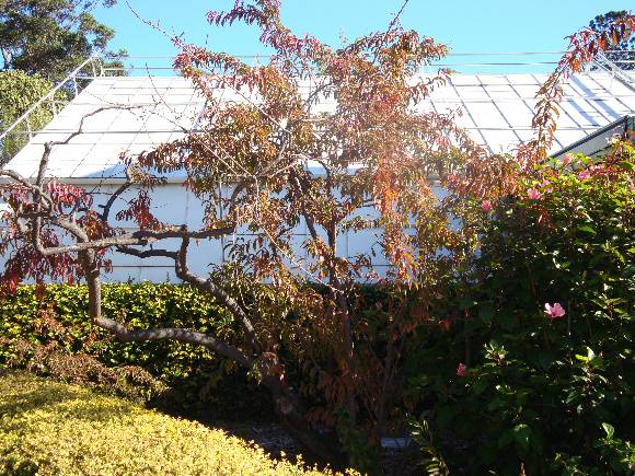 T11873 Prunus 'Elvins' 