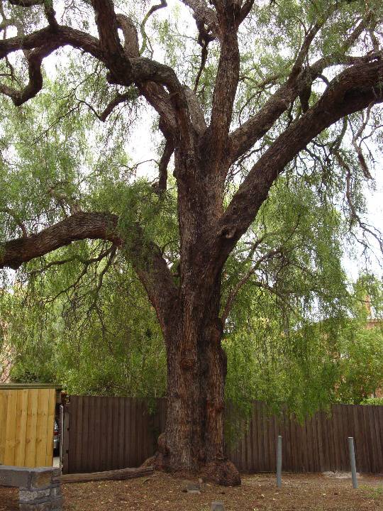 T11874 Schinus molle Var. areira 