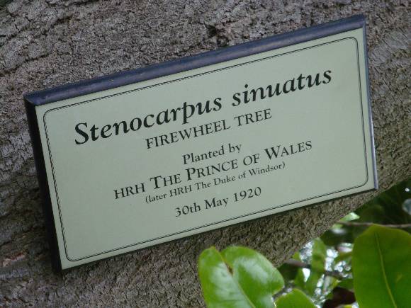 T11877 Stenocarpus sinuatus 
