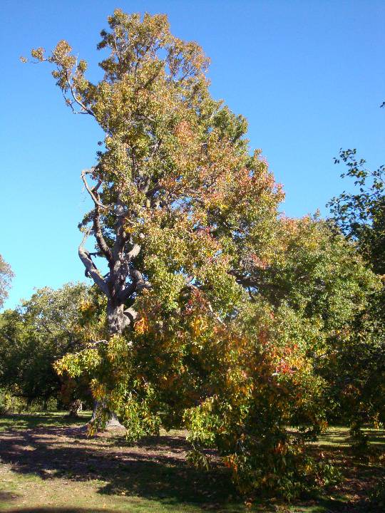 T11880 Liquidambar styraciflua