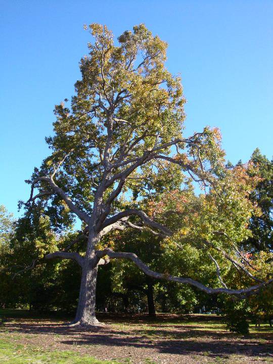 T11880 Liquidambar styraciflua