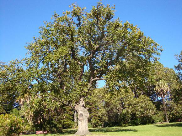 T11880 Liquidambar styraciflua