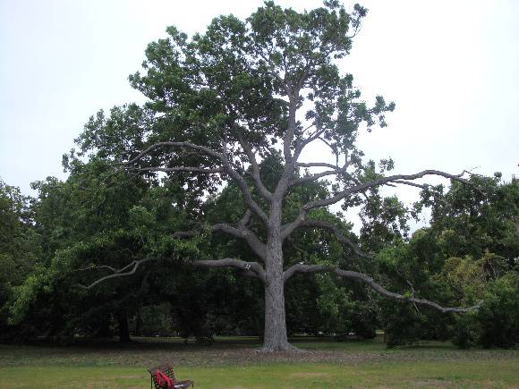 T11880 Liquidambar styraciflua