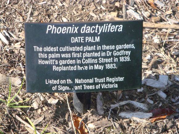 T11882 Phoenix dactylifera 
