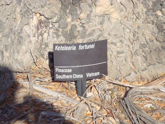 T11883 Keteleeria fortunei 