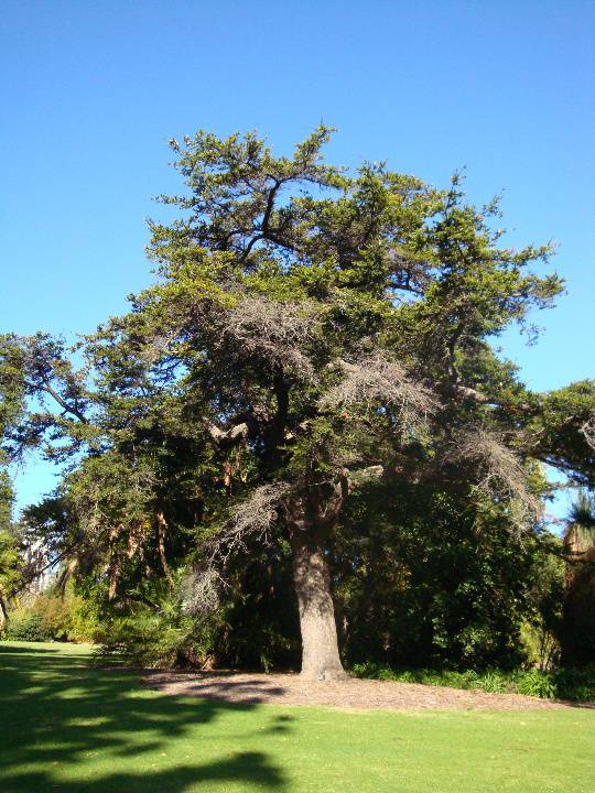 T11883 Keteleeria fortunei 