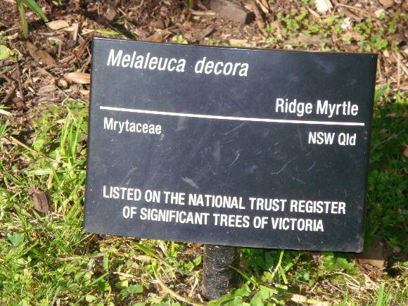 T11911 Melaleuca decora 
