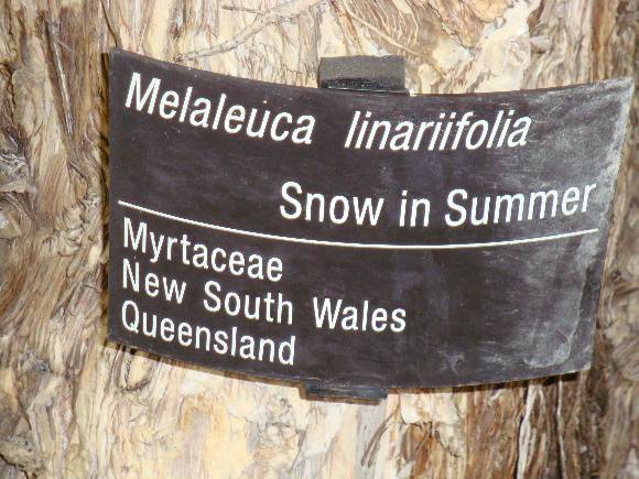 T11912 Melaleuca linarifolia 