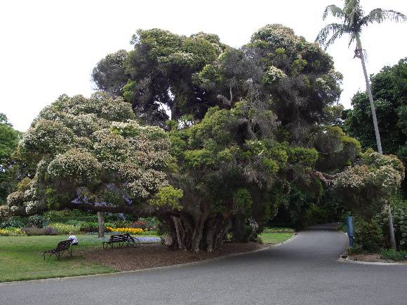 T11912 Melaleuca linarifolia 