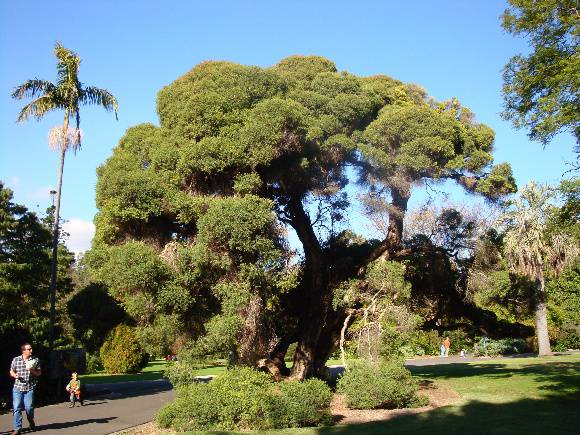 T11912 Melaleuca linarifolia 