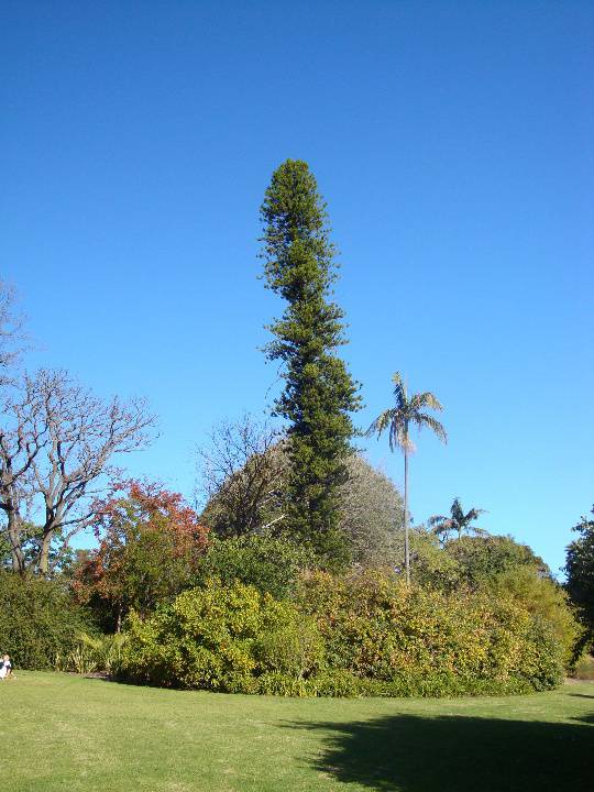 T11913 Araucaria columnaris 