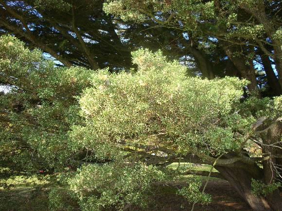 T11570 Hesperocyparis macrocarpa hodginsii