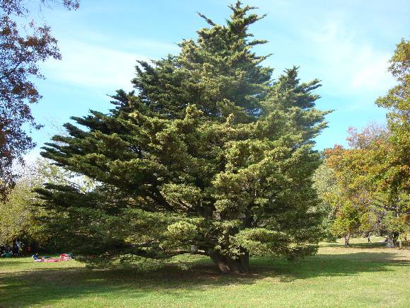 T11570 Hesperocyparis macrocarpa hodgnisii
