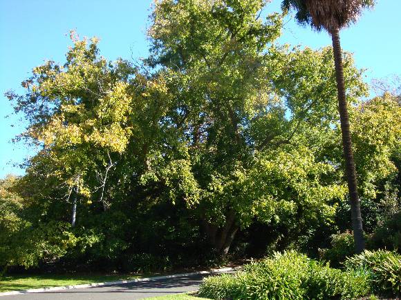 T11915 Zelkova serrata