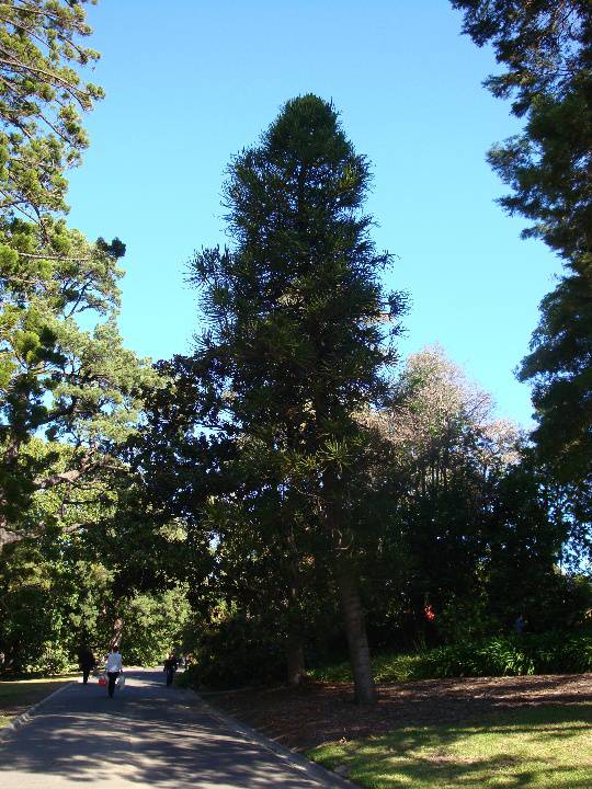 T11918 Araucaria laubenfelsii