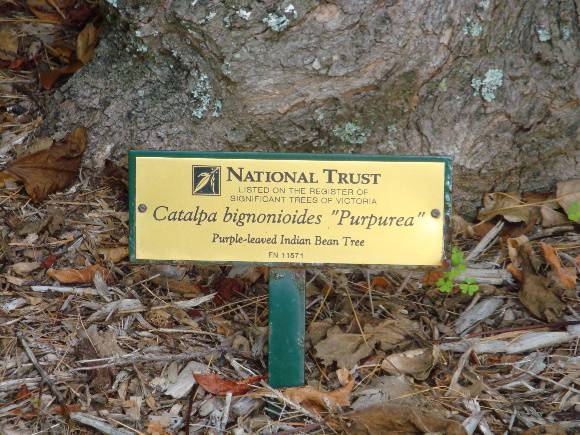 T11571 Catalpa bignonioides purpurea