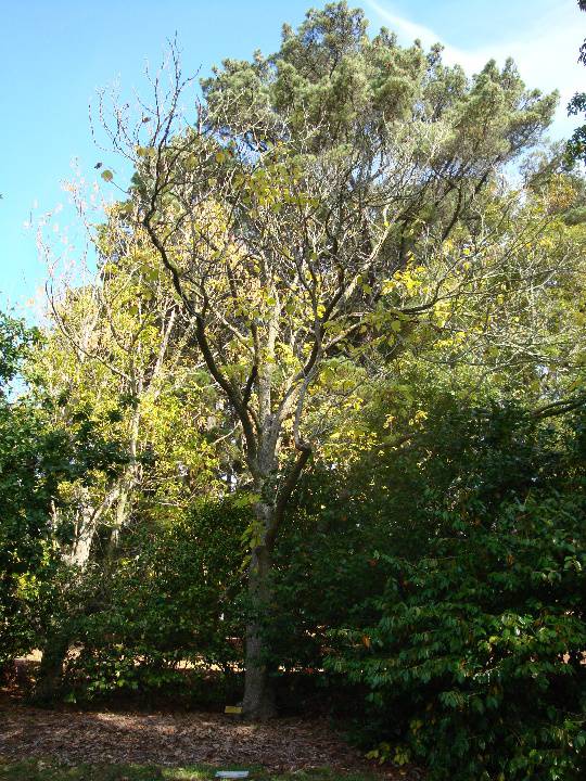 T11571 Catalpa bignoniodes purpurea