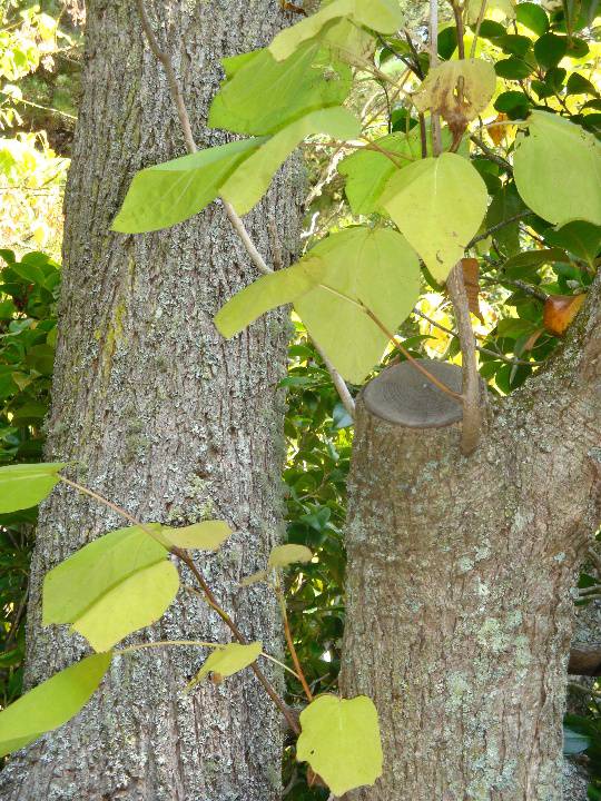 T11571 Catalpa bignonioides purpurea