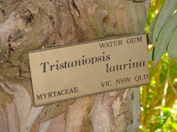 T12089 Tristaniopsis laurina 