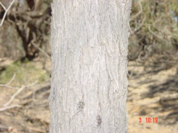 T11927 Acacia loderi 
