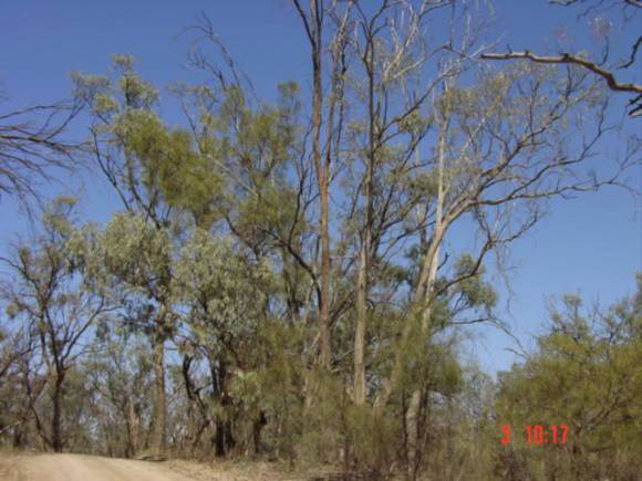 T11927 Acacia loderi