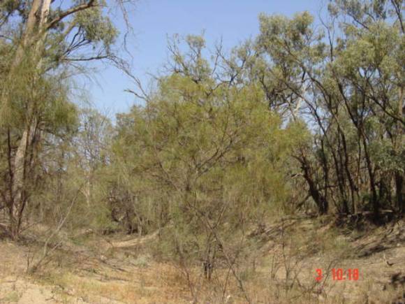 T11927 Acacia loderi
