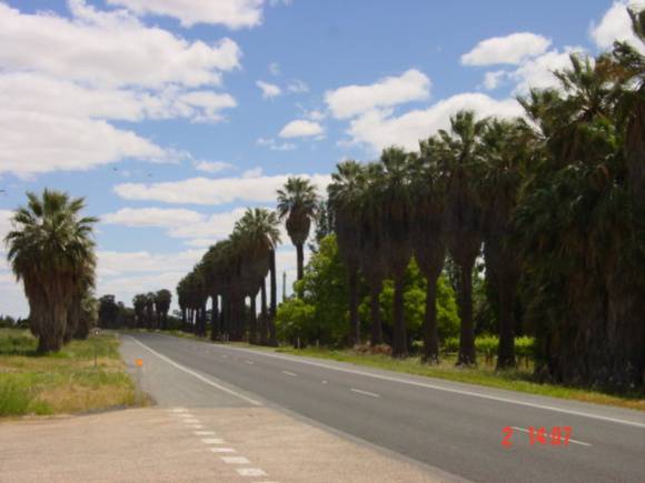 T11932 Washingtonia filifera